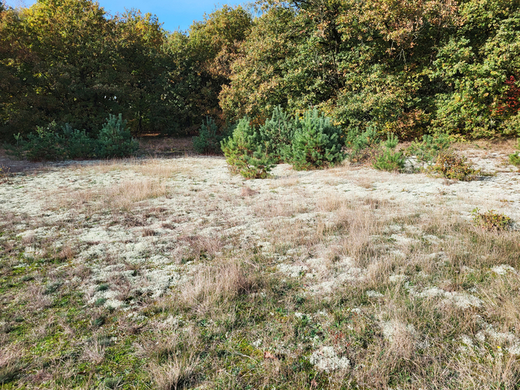 Derzeit wachsen auf den wenigen noch offenen Flächen in der Steller Heide junge Bäume. Auch sie werden im Rahmen der Arbeiten entfernt (Foto: Kristof Meyn, NLWKN).