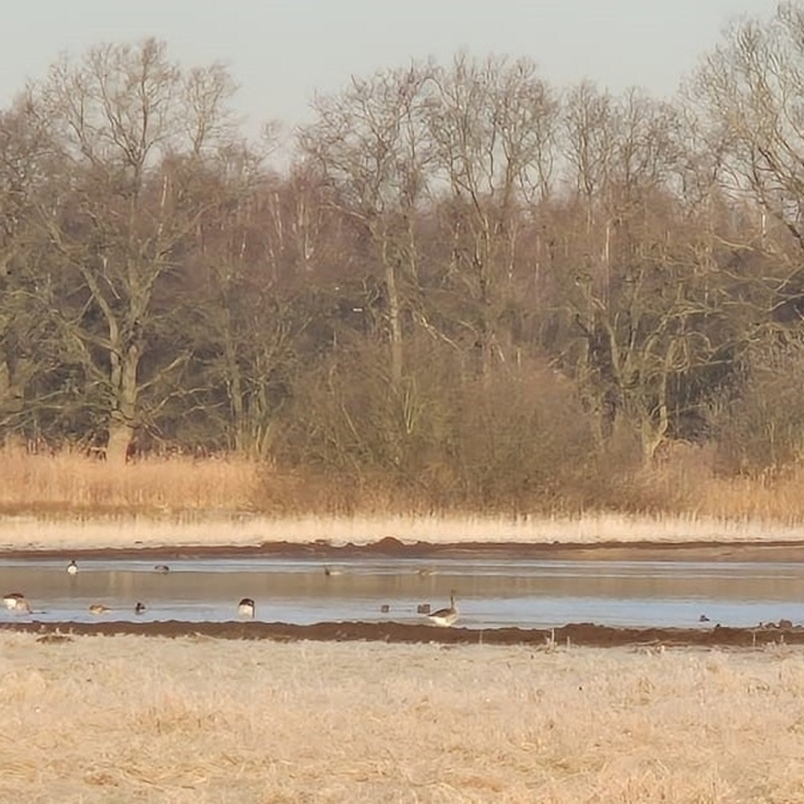 Gänse auf dem neu geschaffenen Stillgewässer (Foto: NLWKN, März 2025)