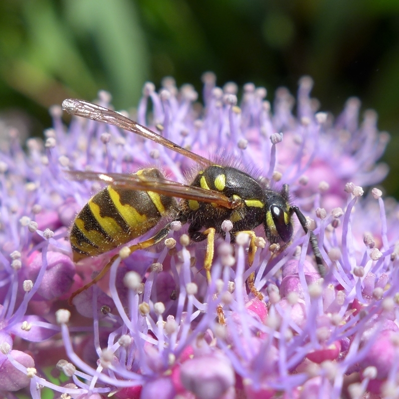 Insekten wie die Gemeine Wespe (Vespula vulgaris) sind für die Bestäubung von Pflanzen unabdingbar (Bild: Jakob Fahr).