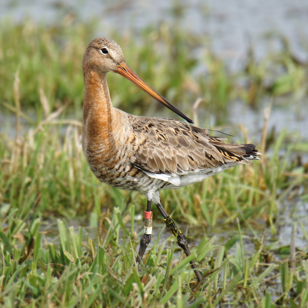 Uferschnepfen (Bild), aber auch Kiebitze, Rotschenkel und andere Wiesenvogelarten leben im feuchten Grünland (Bild: C. Marlow/ NLWKN).