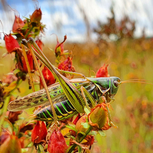 Die Heideschrecke (Gampsocleis glabra) ist bundesweit vom Aussterben bedroht. Niedersachsen trägt eine besondere Verantwortung für den Erhalt der Art, da es eine der größten Populationen in Deutschland aufweist (Foto: Jonas Brüggeshemke)